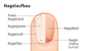 Virker ikke tweets for deg? Nagelaufbau Und Funktion Der Nagel Sililevo Nagellack