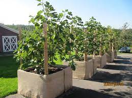 You need to make sure that your fertilized fig tree is kept in a sandy location and has other neighboring plants. Growing Fig Trees In Containers For Indoor Winter Care Perfect Plants