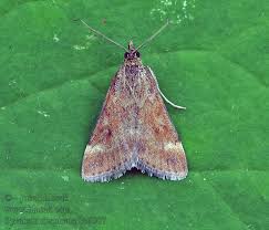 Image result for Pyrausta despicata