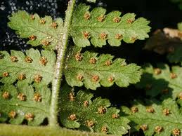 Image result for Hypolepis