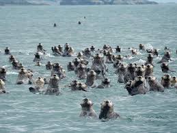 A Otters 3 Most Sea Otters Call Alaska Home Approximately 90 Percent Of The World S Sea Otters Live In Coastal Alaska Many Live In Sea Otter Animals Otters