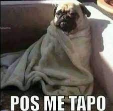 Hace Frio Memes De Frio Memes Imagenes De Animales