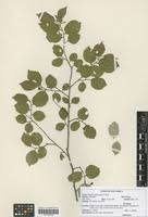 Image result for Grewia trichocarpa