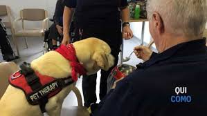 Pagina ufficiale della casa di cura villa san giuseppe di. Anzano Del Parco Cani Per La Riabilitazione Dei Pazienti Pet Therapy Alla Casa Di Cura Villa San Giuseppe