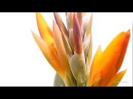 Time Lapse Blooming Flower Ornithogalum Timelapse Zeitraffer Youtube