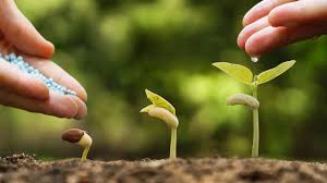 Maybe you would like to learn more about one of these? Fertilizing Your Garden Maximizing Your Gardens Potential Blog