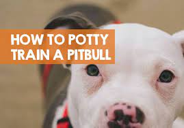 In conclusion, doggy dan the online dog trainer's program will guide and help you with useful training tips that will definitely be useful in raising your pitbull puppy. How To Potty Train A Pitbull Puppy In 9 Easy Steps