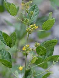 Image result for Rhynchosia chapmanii