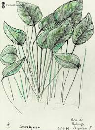 Image result for Sarcophrynium