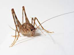 Picture of a camel cricket. Rhaphidophoridae Wikipedia