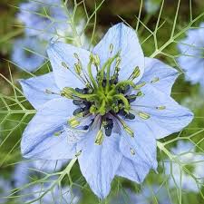 Where to get fresh flowers in bulk. Blue Nigella Flower Bulk Fresh Diy Wedding Flowers Flower Moxie