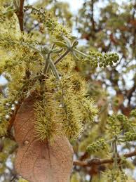 Image result for Lannea schimperi