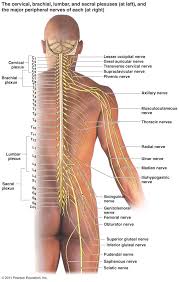 Spine Diagrams With Nerves Wiring Diagrams