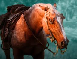 The warped brindle arabian horse is a wild horse, meaning it can be found in the wild, tamed, and acquired for free as a horse in rdr2 story mode (see the spawn locations in the section below). Red Dead 2 Horses How To Brush Your Horse And Other Tips Gamespot
