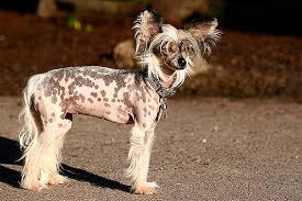 Das wäre wirklich schade und sehr schlimm für dich als liebenden was nämlich doch relativ unbekannt ist, dass es hunde gibt, die ein sehr niedriges allergiepotenzial aufweisen und für allergiker geeigneter sind. Hunde Fur Allergiker Unsere Tipps Die Tierexperten