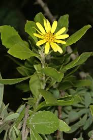Image result for Chrysanthemoides monilifera