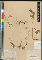 Image result for Corallocarpus epigaeus