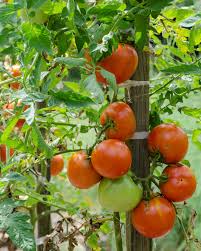Flavor is best when left to ripen on the vine. Tomatoes In Central Virginia Part 1 Choosing The Right Variety Corner Store Garden Center