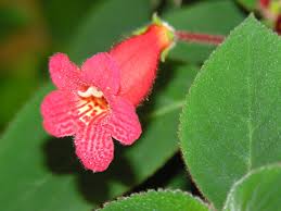 Image result for Kohleria