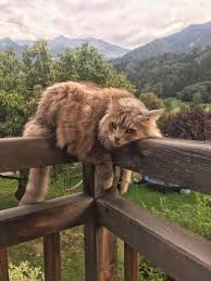 She Makes Her Own Dystopia As She Goes Cute Animals Animals Cat Aesthetic