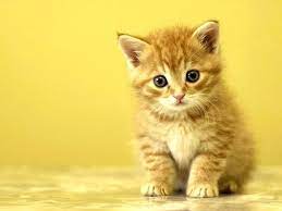 47 Cats Wallpapers Free Download On Wallpapersafari