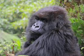 Gorillas in the Mist': Last gorilla is presumed dead | CNN