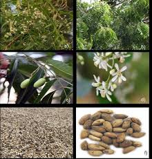 Image result for Azadirachta indica