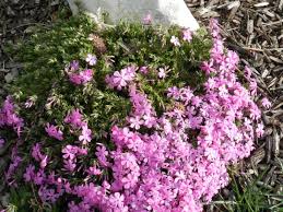 We are privately and locally owned. Rock Garden Rock Stars Perennials That Spill And Cascade