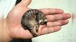 Small Cat Breeds: 6 Breeds That Stay Small - Wildernesscat