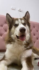 Join Olivia_xd_ Live Sex Chat - Profiles, Reviews, & Porn