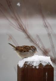 آدم های خوب سر راهمان بگذار