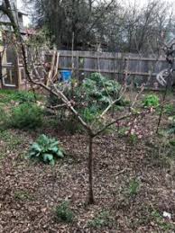 The two grey looking trees on the left are for two future trees. Micro Orcharding In Urban Growing Spaces By Reed Burnam