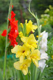 The Different Types Of Gladiolus Plants In 2021 Gladiolus Flower Outdoor Flowers Beautiful Flowers