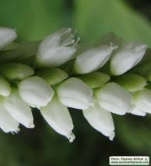 Image result for Persicaria senegalensis
