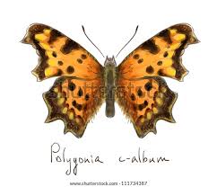 Image result for Polygonia c-album