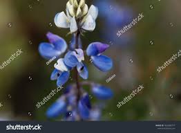 Image result for Lupinus mexicanus