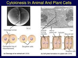 Because cytokinesis in plants occurs by cell plate method and they have cell walls. The Cell Cycle And How Cells Divide Ppt Download