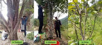 A wide variety of agarwood inoculation options are available to you, such as powder. Artificial Inoculation Gaharu æ²‰é¦™ Agarwood