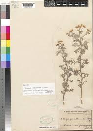 Image result for Grangea anthemoides