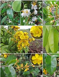 Image result for Ochnaceae