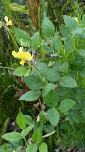 Image result for Vigna pygmaea