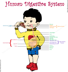 Those can be placed in the overlap between the two circles. Digestive System For Kids Human Digestive System Human Body Facts