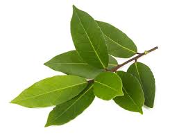 Check spelling or type a new query. Using Bay Leaves To Repel Cockroaches Does It Work The Exterminators