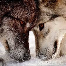 Bildergebnis Fur Beautiful Wolves Wolf Hayvanlar Ve Kurt