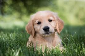 We did not find results for: Meet Charlie Golden Retriever Puppy Wallpaper Golden Retriever Wallpaper