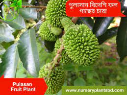 You will discover some of the best perennial leafy green vegetables that you can grow in orlando, florida and how you can harvest them year after year without a frost. The Best Pulasan Fruit Tree Nursery Plants 2021