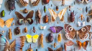 Tiny flying bugs in house australia. How To Identify Bugs In Your Home Bed Bugs Termites Cockroaches Ants And More With Pictures Real Homes