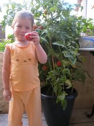 Comment Faire Pousser Des Tomates Grappe Sur Balcon Jardinage Balcon Jardinage Enfants Jardinage