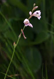 Image result for Gladiolus zimbabweensis