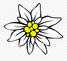 Page Divider Clipart Png Download Full Size Clipart Clipart Simple Edelweiss Flower Drawing Free Transparent Png Images Pngaaa Com New users enjoy 60% off. page divider clipart png download